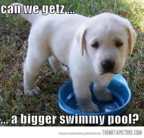Dog swimmy pool