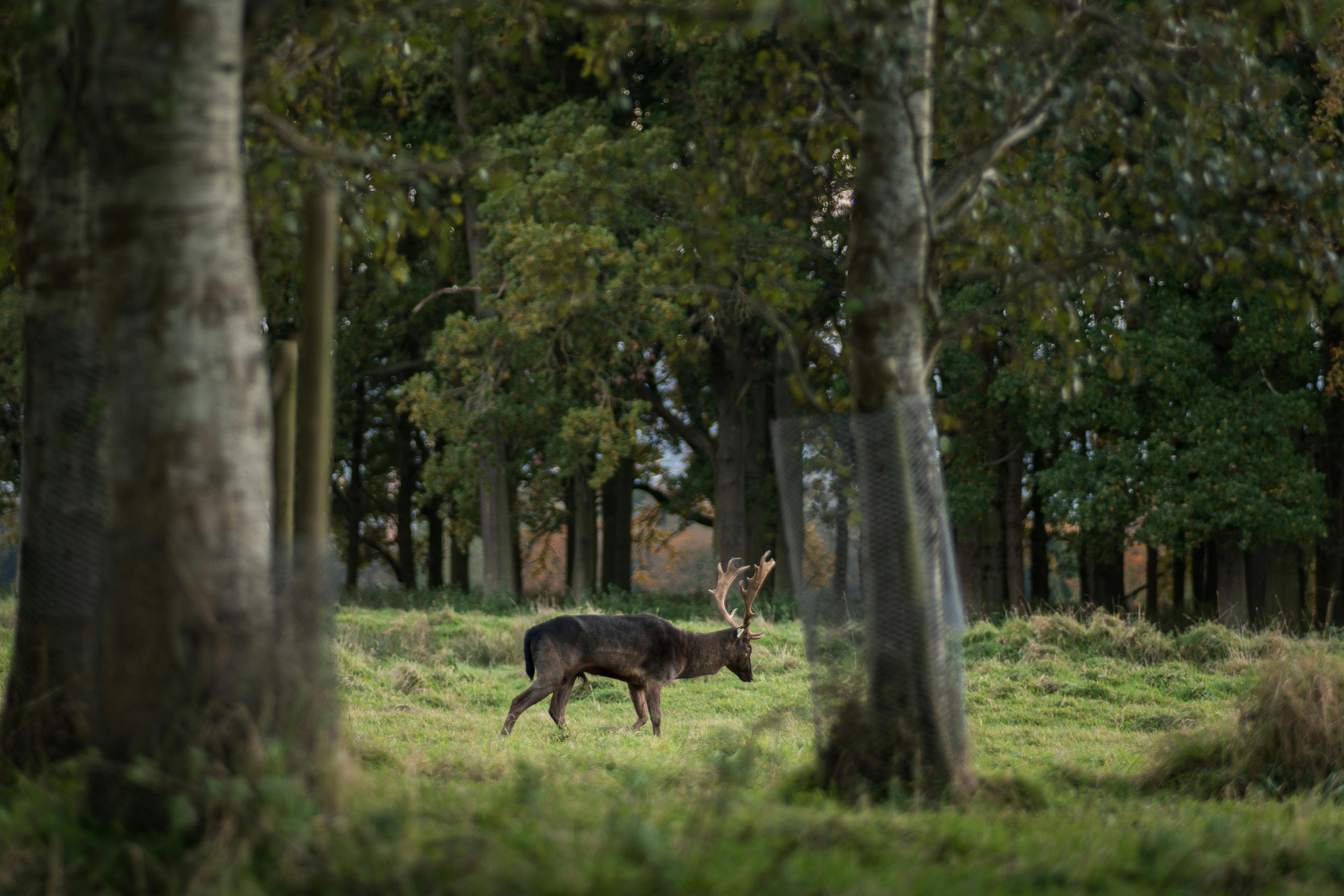 Phoenix Park Ireland
